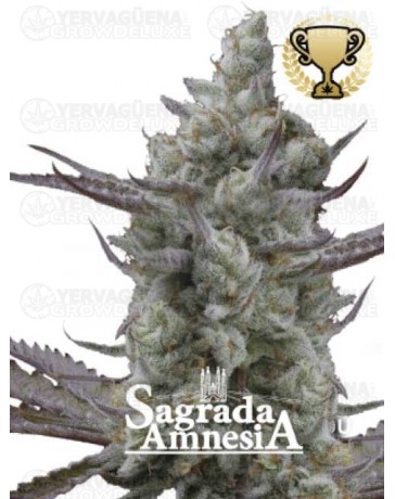Sagrada Amnesia - Seedstockers