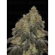 Frosty Tooth - Seedstockers