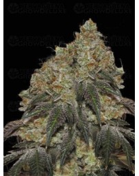 Frosty Tooth - Seedstockers