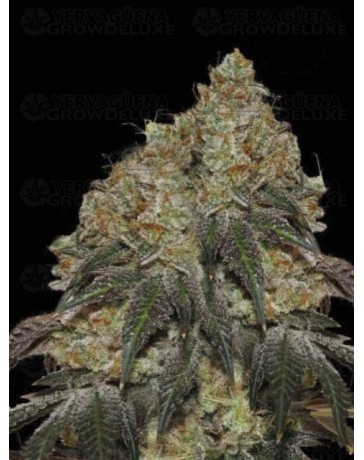 Frosty Tooth - Seedstockers