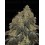 Frosty Tooth - Seedstockers