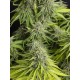 Viejo Toby - Eva Seeds