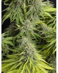 Viejo Toby - Eva Seeds