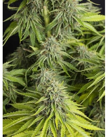Viejo Toby - Eva Seeds