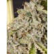 Viejo Toby - Eva Seeds