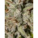 Viejo Toby - Eva Seeds