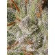 Viejo Toby - Eva Seeds
