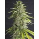 Viejo Toby - Eva Seeds