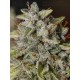 Viejo Toby - Eva Seeds