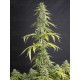Viejo Toby - Eva Seeds