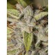 Viejo Toby - Eva Seeds