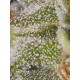 Viejo Toby - Eva Seeds