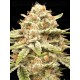 Garlicane - Advanced Seeds