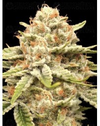 Garlicane - Advanced Seeds