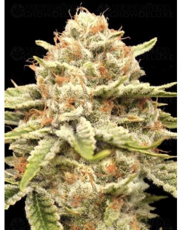 Garlicane - Advanced Seeds