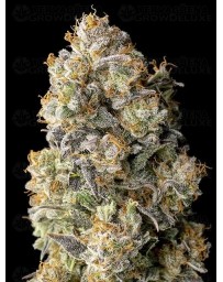 Acai Mintz - Advanced Seeds