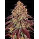 Mimosa x Orange Punch Auto - Barney's Farm