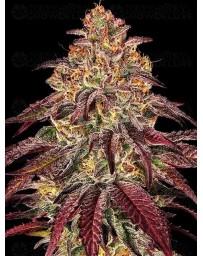 Mimosa x Orange Punch Auto - Barney's Farm