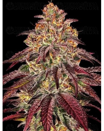 Mimosa x Orange Punch Auto - Barney's Farm