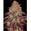 Mimosa x Orange Punch Auto - Barney's Farm