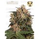 Blackberry Gum - Seedstockers