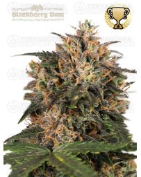 Blackberry Gum - Seedstockers