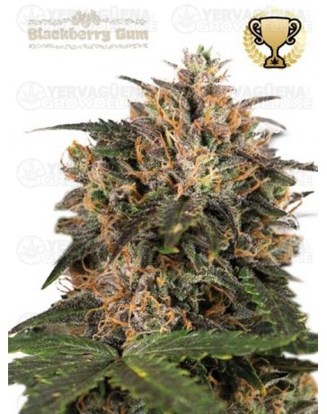 Blackberry Gum - Seedstockers