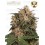 Blackberry Gum - Seedstockers