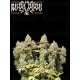 Rucu Cucu OG Auto - Seedstockers