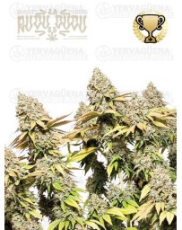 Rucu Cucu OG Auto - Seedstockers