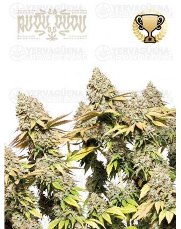 Rucu Cucu OG Auto - Seedstockers