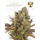 Santa Marta Haze Autofloreciente - Seedstockers
