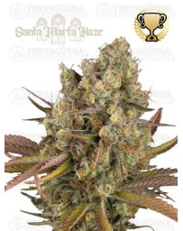Santa Marta Haze Autofloreciente - Seedstockers