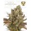 Santa Marta Haze Autofloreciente - Seedstockers