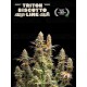 Triton Biscotto Lime - Seedstockers