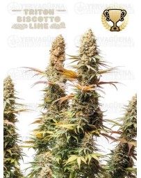 Triton Biscotto Lime - Seedstockers
