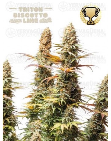 Triton Biscotto Lime - Seedstockers