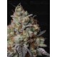 Panty Punch Fem - Seedstockers