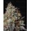Panty Punch Fem - Seedstockers