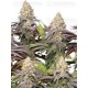 Panty Punch Fem - Seedstockers