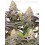 Panty Punch Fem - Seedstockers
