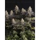 Panty Punch Fem - Seedstockers