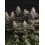 Panty Punch Fem - Seedstockers