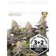 Panty Punch Fem - Seedstockers