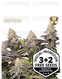 Panty Punch - Seedstockers