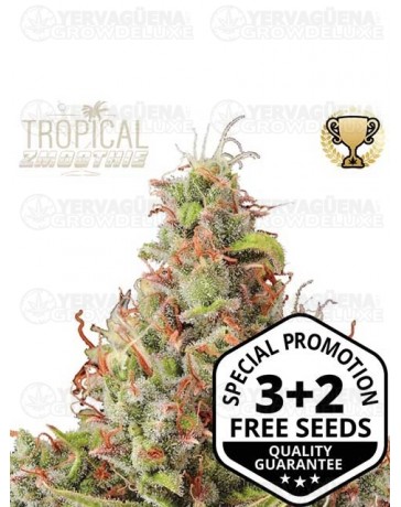 Tropical Zmoothie Auto - Seedstockers