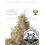 Tropical Zmoothie Auto - Seedstockers