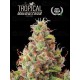 Tropical Zmoothie Auto - Seedstockers