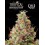 Tropical Zmoothie Auto - Seedstockers