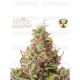Tropical Zmoothie Auto - Seedstockers